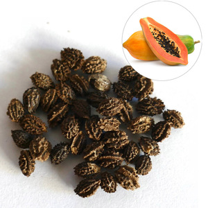 Semillas de papaya al por mayor, semillas comestibles de papaya secas al sol para hacer té y sustituto del pimienta. - Product Image 4