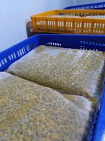Is Gespecialiseerd In Het Leveren Van Verse Bevroren Passievrucht In Grote Hoeveelheden Met Paarse Schil Met Grote En Geurige Vruchtgrootte