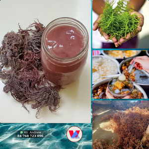 BEST SELLER Reddish Brown <b>Dried</b> Sea <b>Moss</b> Non Spiny Raw Eucheuma Seaweed Low Salt For Gel Making And Agar Extraction Food B2B - Product Image 2