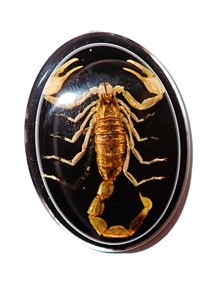 Escorpión Dorado, Espécimen Real, Cabujón de Plástico Ovalado de 31x41 mm, Base Plana Negra para Manualidades y Joyería - Product Image 5