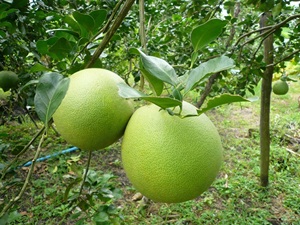 Sweet <strong>Pomelo</strong> 100% Fresh Natural Thai Fruit Wholesales Sweet Fruit Fresh Farm Best Seller From <strong>Thailand</strong> Export Grade - Product Image 3