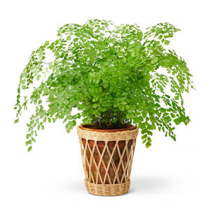 Vase de table en cristal de verre décoratif floral fait à la main DreamCraft Décoration d'intérieur en provenance du Vietnam - Product Image 3