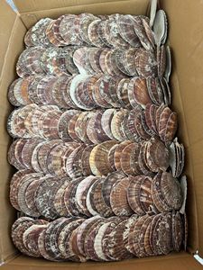 Conchas de Vieira Blancas para Manualidades y Decoración del Hogar, Listas para Enviar en 2026, Proveedor de Exportación Directa de Fábrica - Product Image 5