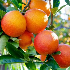 Venta al por Mayor de Frutas Cítricas Frescas de Primera Calidad: Pomelos/ Naranjas Valencia/ Naranjas Navel/ Mandarinas/ Excelente Calidad Austria - Product Image 5