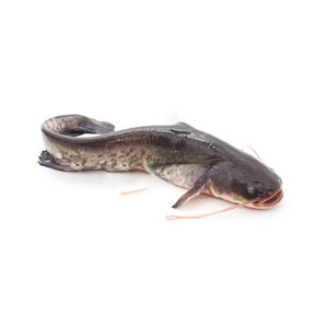 High quality fresh catfish available at discount price for buyers seeking <b>large</b> quantity supply - Product Image 6