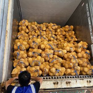 มะพร้าวสดกึ่งปอกเปลือก คุณภาพส่งออก สะอาด ปลอดภัย เหมาะสำหรับเตรียมอาหารและจัดแสดงขายปลีก คัดสรรจากแหล่งมะพร้าวคุณภาพ - Product Image 4