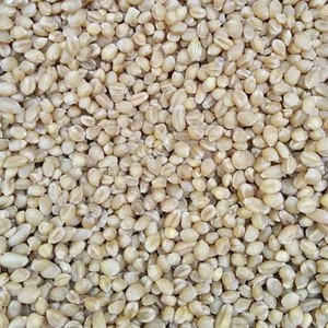 Export en gros de grains de blé tendre biologiques séchés de qualité supérieure, qualité alimentaire, prêts à être expédiés - Product Image 2