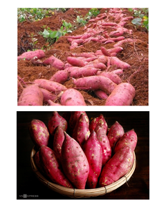 PATATA MORADA SECA, PATATA MORADA SECA EN POLVO, ANUNCIO DE COMIDA VIETNAMITA, FÁBRICA DE COMIDA ORGÁNICA, PRECIO ASEQUIBLE. - Product Image 5