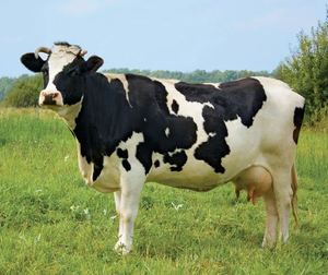 Vaches laitières Holstein de haute qualité pour l'approvisionnement en bétail en gros et l'agriculture commerciale - Product Image 2