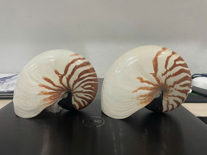 Coquille de Nautilus naturelle faite à la main, décorative, pour la décoration de maison de style côtier, artisanat DIY, vente en gros Vietnam - Product Image 4
