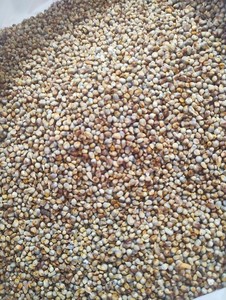 Millet entier indien séché, riche en protéines, non glutineux, pour l'alimentation animale – Fournisseur et exportateur en gros de graines - Product Image 1