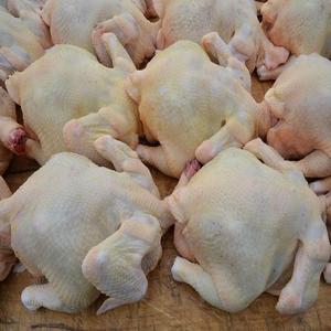 Achetez du poulet congelé certifié Halal du Brésil en 2026 : poulets entiers et morceaux de poulet en stock maintenant à prix de gros avantageux - Product Image 1