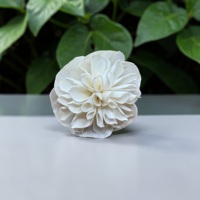 VADEE Kerajinan Bunga Kayu Sola Buatan Tangan Ramah Lingkungan Klasik Warna Gading Dahlia 8.5 CM Serat Tanaman Sesbania Model Thailand VDXXX-072