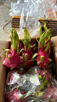 Vietnam Premium Dragon Fruit – Tropisch vers fruit, perfect voor Indiase importeurs