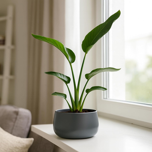 <b>Grey</b> Metal Flower Planter Pot Modern Decorative Tabletop Plant Holder for Succulents Cacti Small Indoor Plants <b>Office</b> <b>Desk</b> - Product Image 3