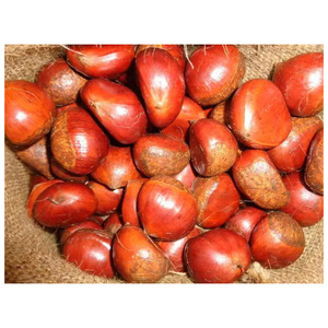 เมล็ดเกาลัดสดใหม่ขายในราคาถูก ซื้อเมล็ดเกาลัดแบบขายส่ง - Product Image 5