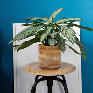 Maceta de madera al por mayor y jardinera de madera de fabricante vietnamita, maceta rústica decorativa de madera para plantas artificiales. - Product Image 3