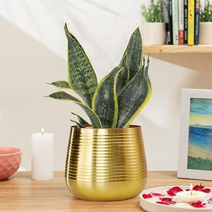 Pot de fleurs moderne en métal plaqué or avec motif circulaire pour plantes d'intérieur, style minimaliste - Product Image 1