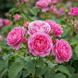 Bulgarian Rose <b>Essential</b> <b>Oil</b> 1 KG Rosa Damascena Flower <b>Oil</b> 100% Pure & Natural Premium Floral Botanical Ingredient - From India - Product Image 6