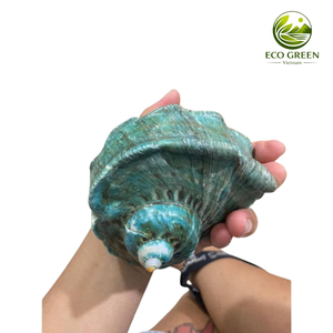 เปลือกหอยตกแต่งสีน้ำเงินเหลือบรุ้ง สำหรับงานออกแบบตกแต่งภายใน งานฝีมือ ของตกแต่งบ้านสไตล์ชายทะเล วัสดุเติมแจกัน งานแต่งงาน - Product Image 5