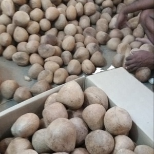 COCO INDIO BALLCOPRA - Product Image 6