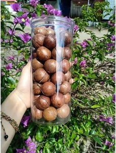 Nueces de macadamia tostadas con cáscara, calidad premium, venta al por mayor directa de fábrica, de Vietnam - Product Image 6