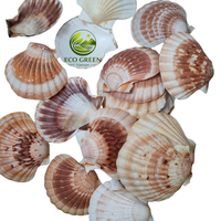 Coquilles Saint-Jacques en gros, grandes coquilles décoratives pour la décoration intérieure, la conception de mariages et la création artisanale