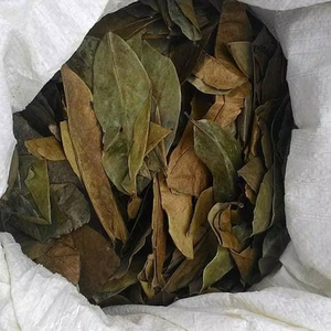 Exportación de Hojas Secas de Guanábana (Graviola) de Vietnam, Material Vegetal Natural para la Elaboración de Bebidas, Suministro para Envases - Product Image 2