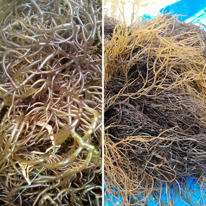 Alga Gracilaria Seca Premium (14% de Humedad) - Marca Kim Minh, Origen Vietnam, Empaque en Bolsa, 12 Meses de Vida Útil para Agar - Product Image 5