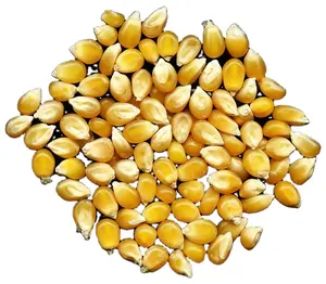 可出口的动物饲料用优质黄玉米