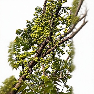 Ingrédient Triphala - Amla séché (gooseberry indien/Phyllanthus emblica) - Product Image 4