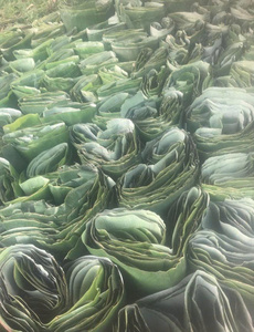 Hojas de plátano verdes frescas para envasado de alimentos y cocina, material de envoltura natural biodegradable para uso profesional en cocinas. - Product Image 2