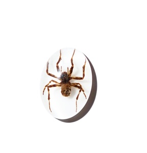 Araña Fantasma, Espécimen Real, Cabujón de Plástico Ovalado de 18x25 mm, Base Plana Blanca para Manualidades y Joyería - Product Image 2