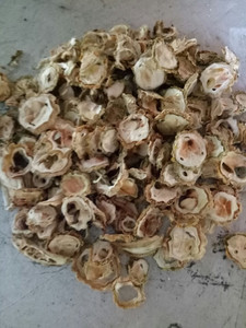 Polvo de Melón Amargo Premium, Polvo Natural de Melón Amargo para Té Detox y Smoothies, Proveedor OEM de Vietnam, Molienda Fina ANGLE - Product Image 5