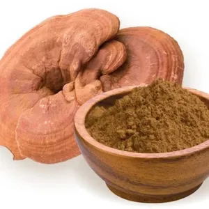 Extrait de poudre de champignon Ganoderma biologique en gros – Reishi de haute qualité, superaliment pour le bien-être, l'énergie et la défense immunitaire - Product Image 3
