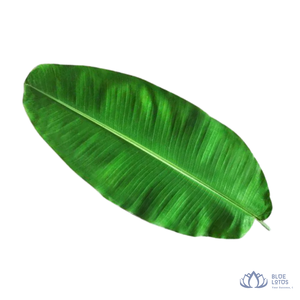 [VENTE CHAUDE] Feuilles de bananier surgelées IQF en vrac, feuilles vertes de qualité A, emballées sous vide pour l'emballage alimentaire et la cuisson, Blue Lotus Farm - Product Image 1