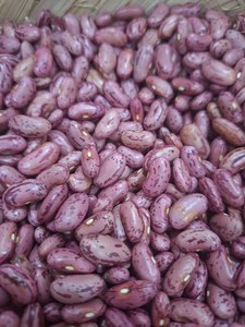 Frijoles Rojos Premium 10000g Almacenamiento Hermético 1 Año de Duración - Product Image 1
