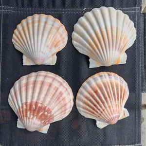Coquilles Saint-Jacques naturelles polies écologiques de qualité supérieure, véritables coquillages pour l'artisanat, la décoration de plage, la fabrication de bijoux, la décoration de table de mariage - Product Image 4