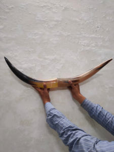 Cuerno de toro artesanal hecho a mano cuerno de vaca decoración de pared montado en la pared de la decoración del hogar India para la venta a granel - Product Image 4