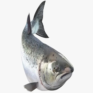 Pescado Congelado Premium de Primera Calidad, Pescado Congelado en el Mar, Macarrón, Tilapia, Atún y Salmón, Listo para Exportar - Product Image 1