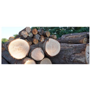 Troncos de Madera de Roble Cuidadosamente Seleccionados con Dimensiones Uniformes y Excelente Eficiencia de Procesamiento para Fabricantes - Product Image 4