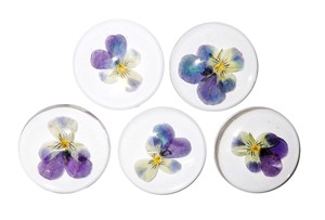Cabujón de Plástico con Espécimen Real de Heartsease, Redondo, 38x38 mm, Base Plana Transparente, para Manualidades y Joyería - Product Image 2