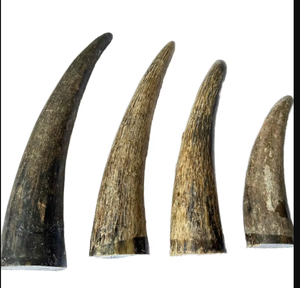 Taza para Beber de Cuerno de Vaca Tallada y Pulida, Ecológica, Orgánica, de Alta Calidad, Estilo Animal, Forma Natural, Tamaño y Logotipo Personalizables, India - Product Image 1