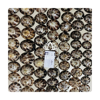 Coquillages marins vietnamiens très demandés, coquilles de limpets ovales polies de la ferme Blue Lotus