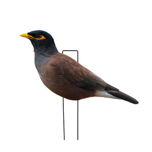Vente en gros de leurres personnalisés anti-reflet en PP, en forme de silhouette réaliste, imperméables, pour la chasse au myna <span class=keywords><strong>indien</strong></span>, avec support vertical en bois - Product Image 2