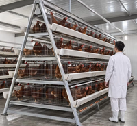 Cage à poulets de type 4 à 4 niveaux pour 120/128/160 oiseaux, pour élevage avicole