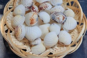 สินค้าขายดี ของตกแต่งพรีเมียม เปลือกหอยผสมแบบยั่งยืน คุณภาพสูง ทันสมัย เป็นมิตรกับสิ่งแวดล้อม งานแฮนด์เมด ของตกแต่งบ้าน ขายส่ง - Product Image 6