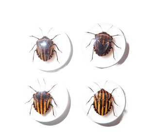 Especímen real de insecto con rayas, cabujón de plástico redondo de 19x19 mm con base plana blanca para manualidades y fabricación de joyas - Product Image 2