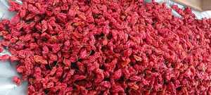Chile Indio Súper Picante SHU> 1M Ghost Pepper de Assam/Nagaland, Secado al Aire con Notas Ahumadas y Afrutadas - Product Image 4
