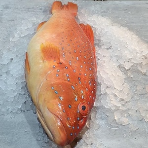 Poisson de Grouper Rouge Congelé pour la Restauration - Prix de Gros pour Entreprises de Restauration, Marchés de Fruits de Mer, Hôtels et Restaurants - Product Image 6
